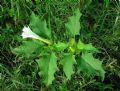 Datura stramonium